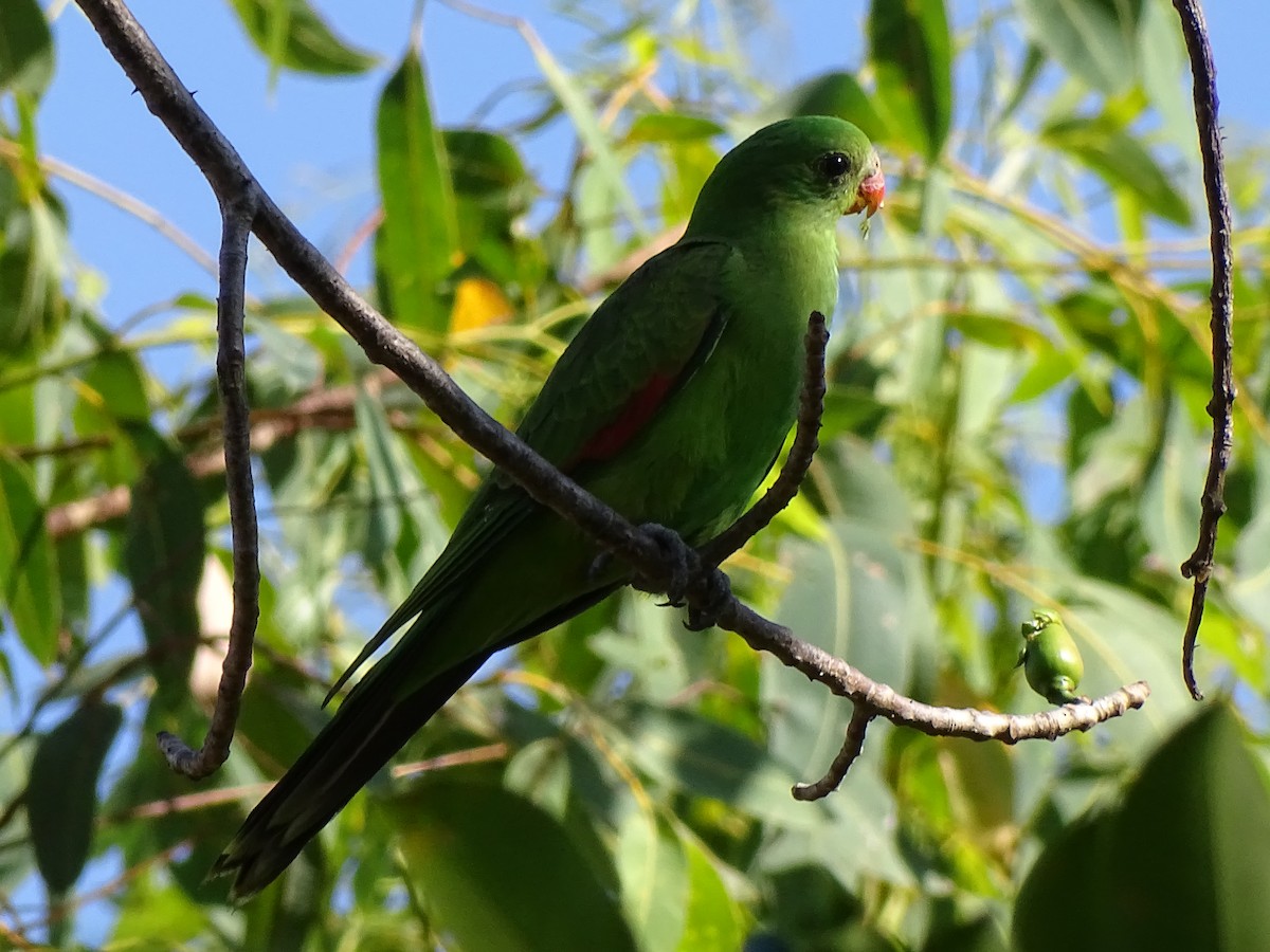 Red-winged Parrot - ML609514519