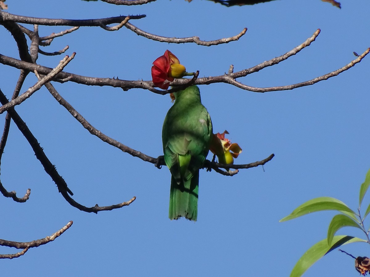 Red-winged Parrot - ML609514521
