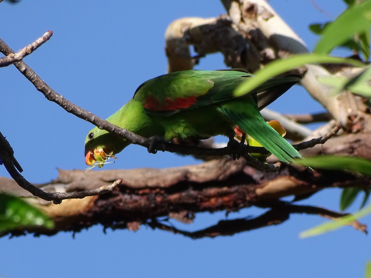 Red-winged Parrot - ML609514525