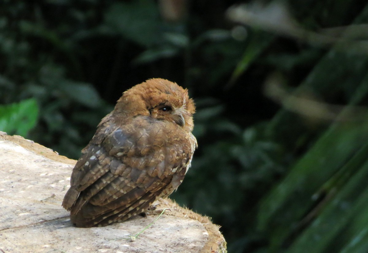 Puerto Rican Owl - ML60951461