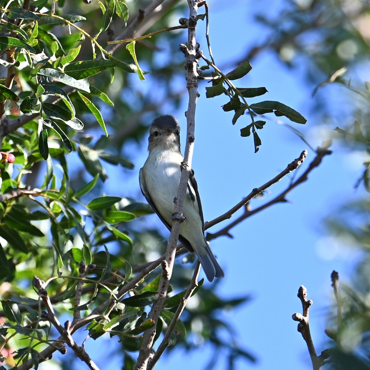 EBird Checklist 2 Oct 2023 Riggs And Price Rds Ponds 34 Species