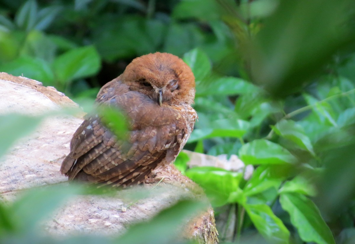 Puerto Rican Owl - ML60951471