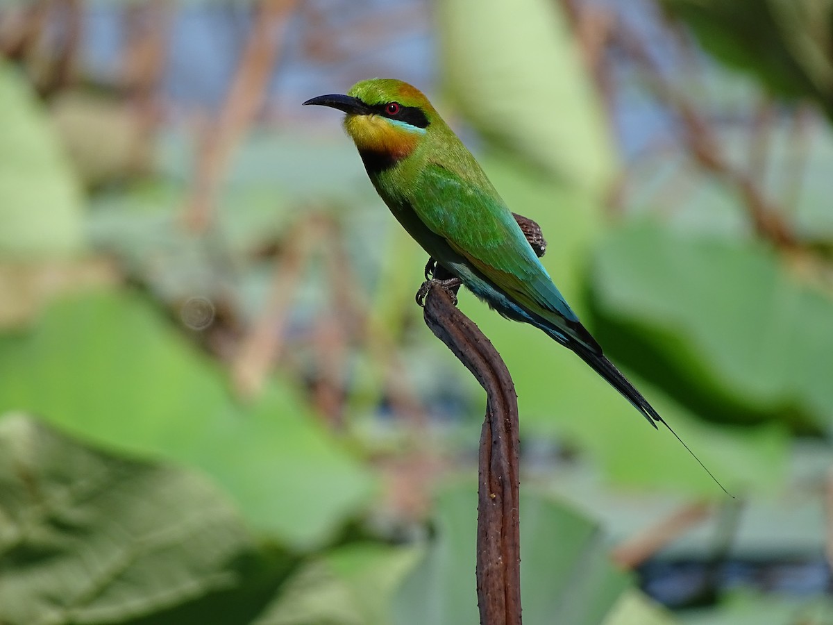 Rainbow Bee-eater - ML609514710
