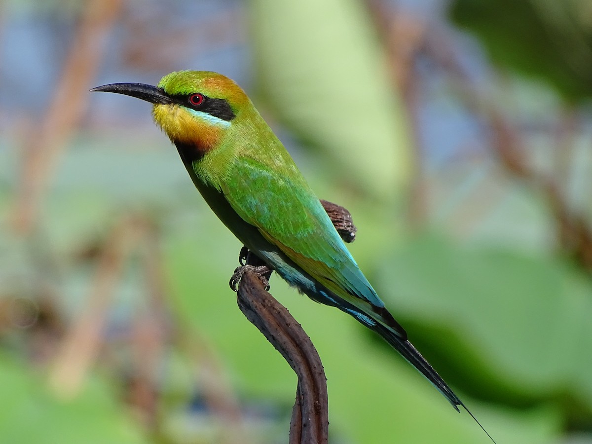 Rainbow Bee-eater - ML609514716
