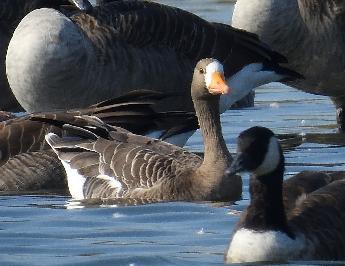 Greater White-fronted Goose - ML609514816
