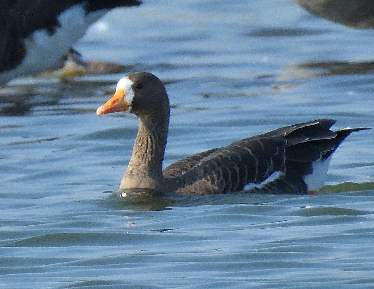 Greater White-fronted Goose - ML609514817