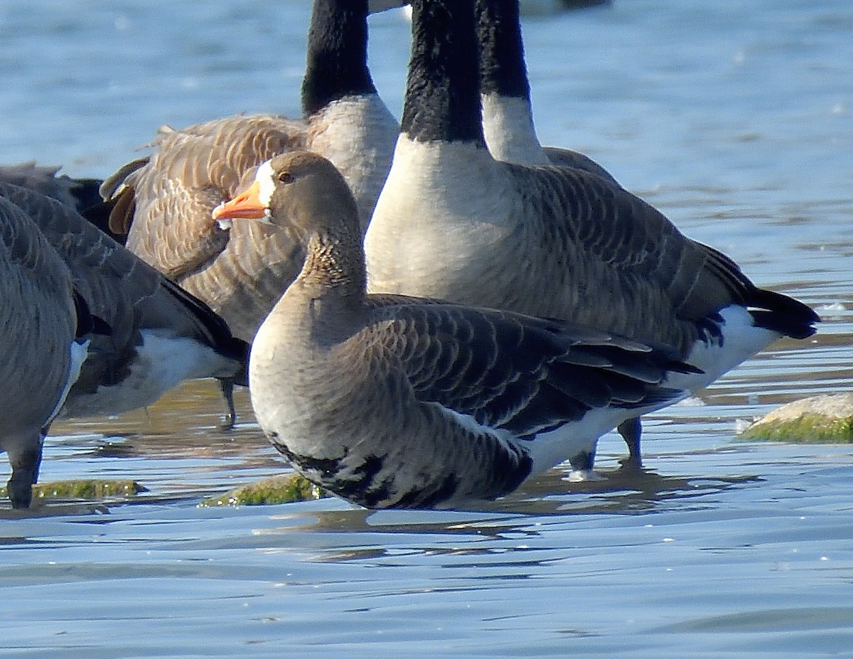 Greater White-fronted Goose - ML609514818