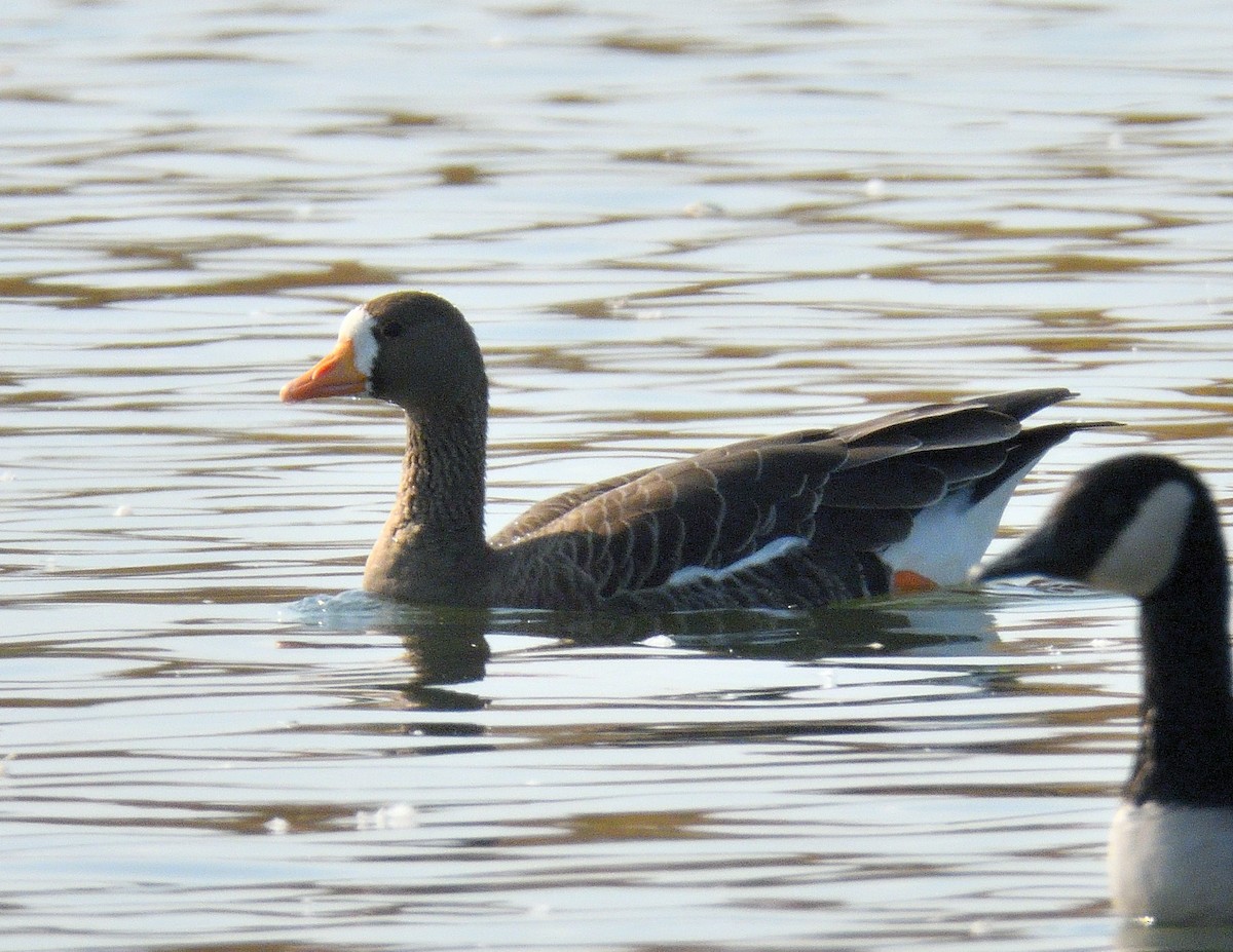 Greater White-fronted Goose - ML609514819