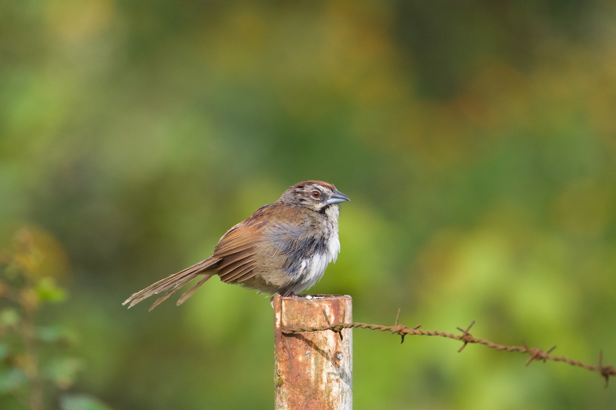 Rusty Sparrow - ML609514900