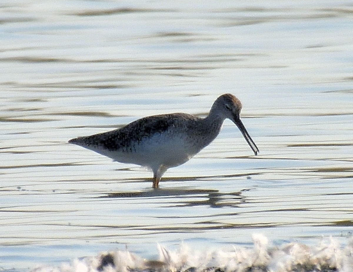 Greater Yellowlegs - ML609514902