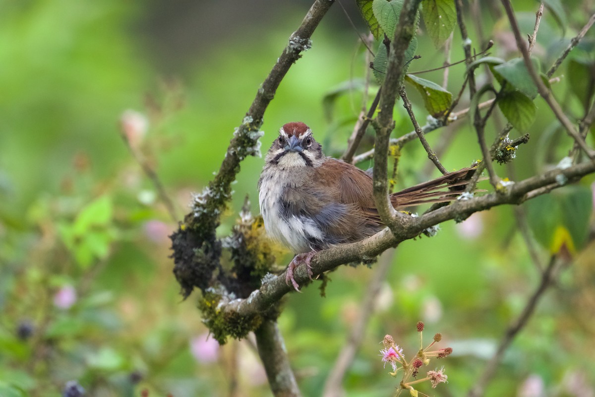 Rusty Sparrow - ML609514966