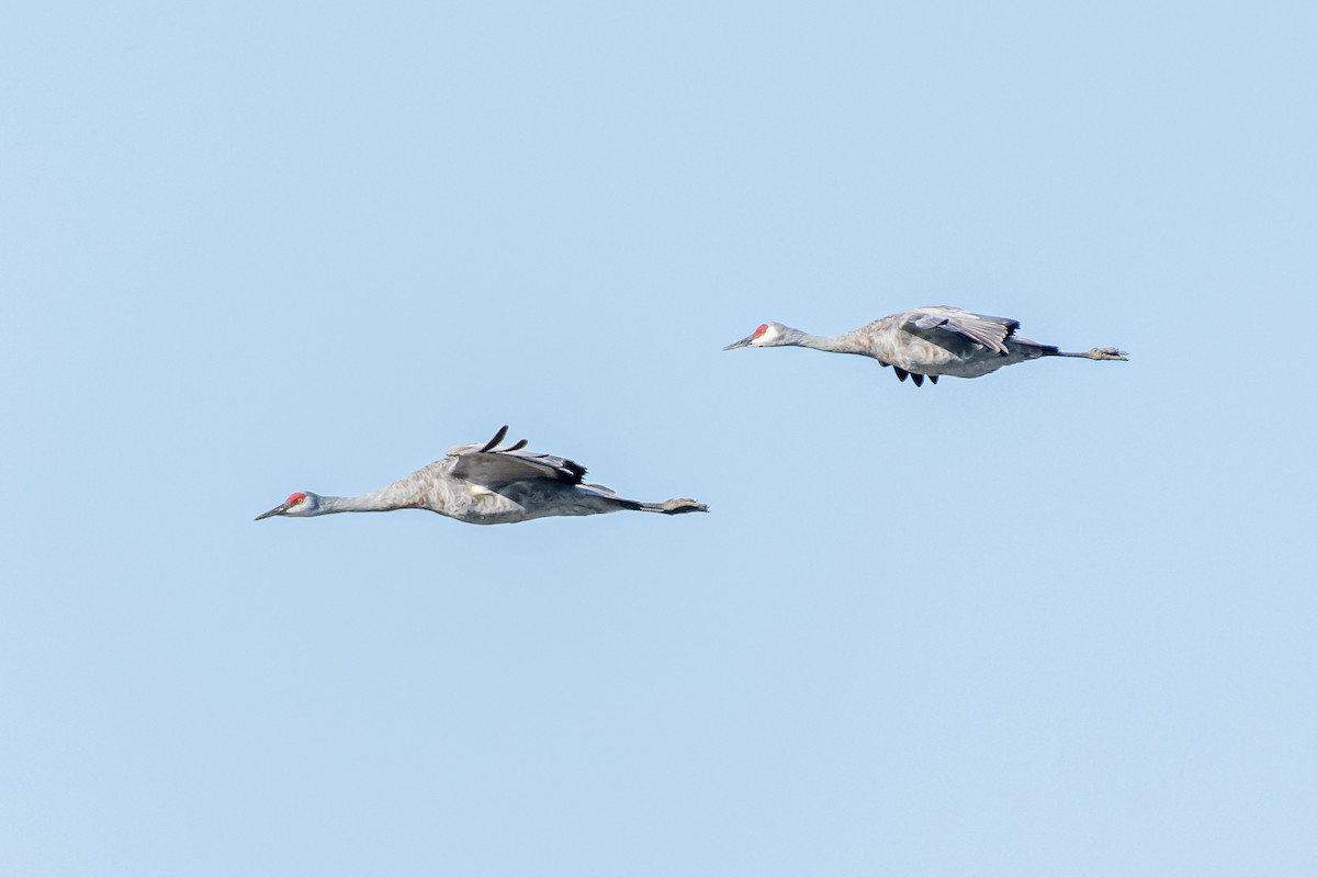 Sandhill Crane at Cranberry Flats Conservation Area by Randy Walker