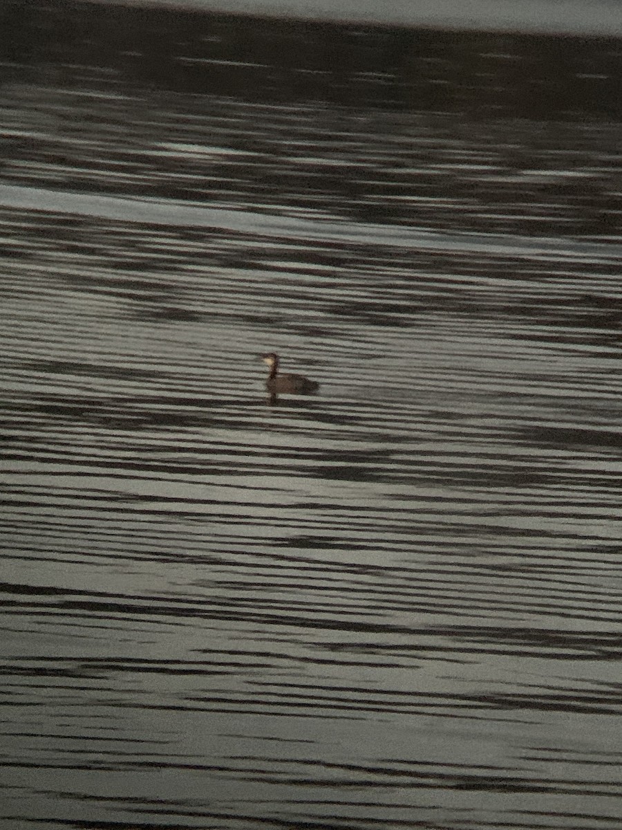 Red-necked Grebe - ML609515188
