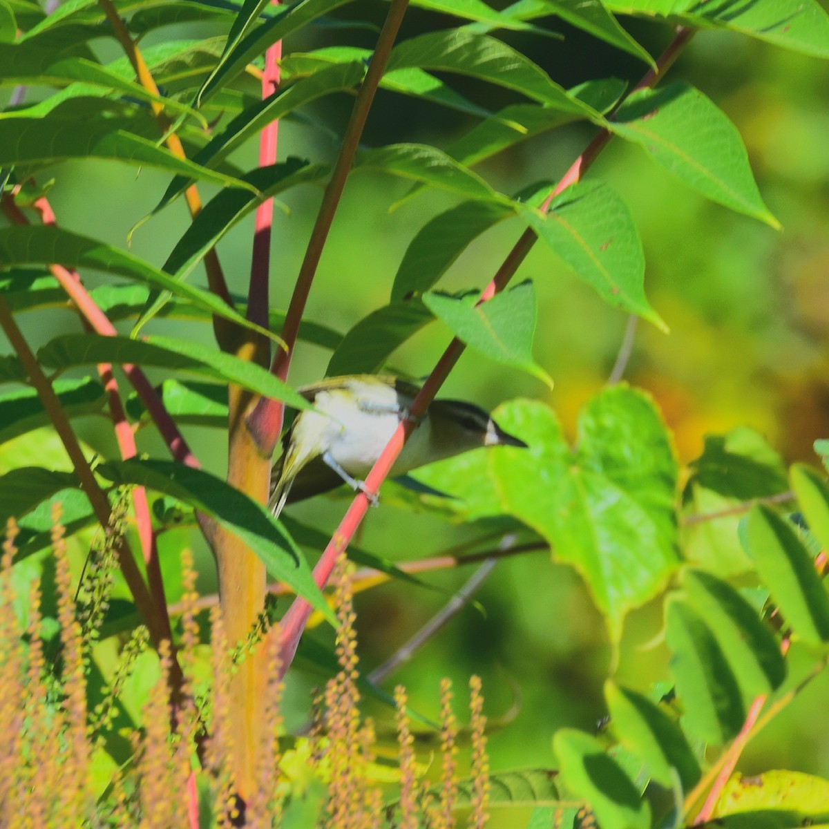 ebird-checklist-2-oct-2023-unc-asheville-lookout-observatory-17