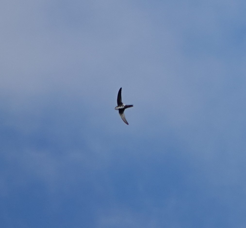 White-throated Swift - Sylvia Afable