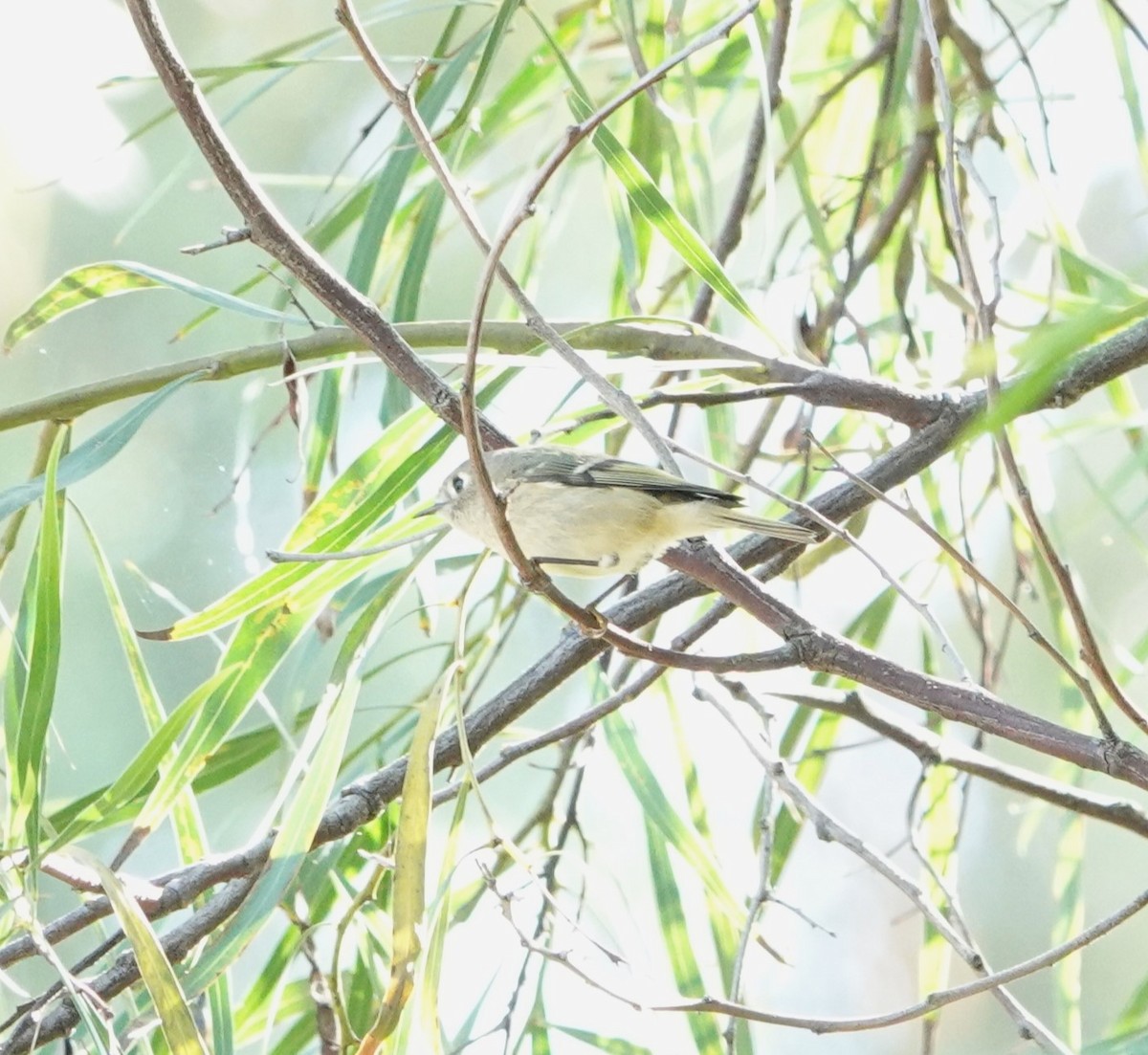 Ruby-crowned Kinglet - Sylvia Afable