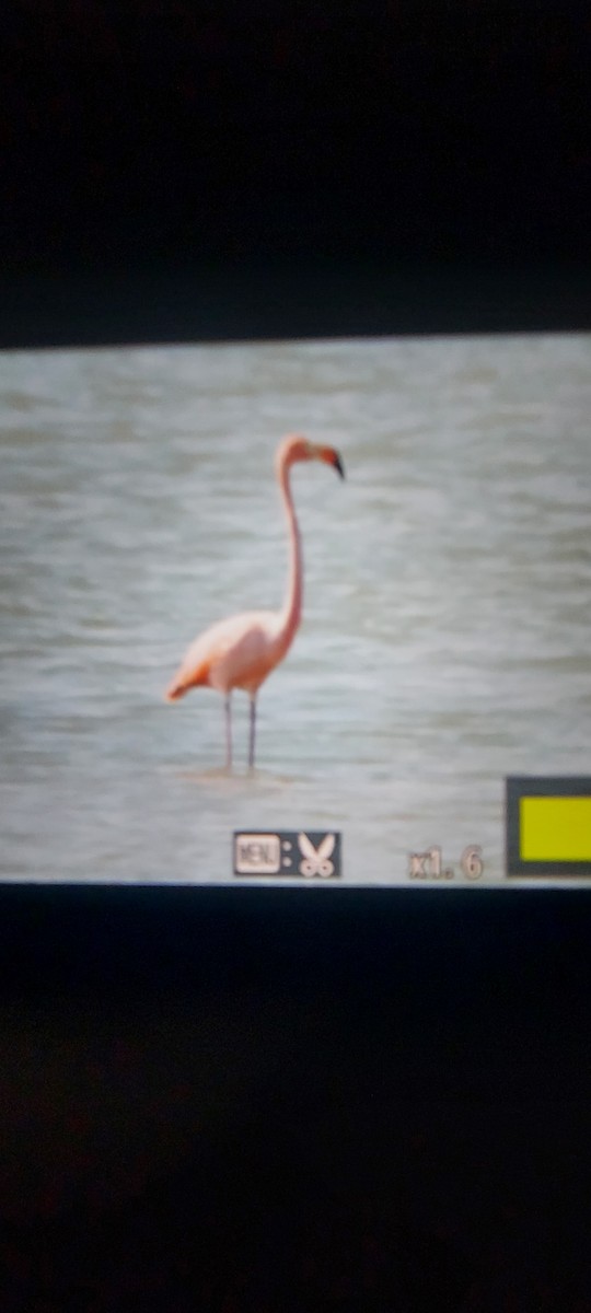 American Flamingo - ML609515489