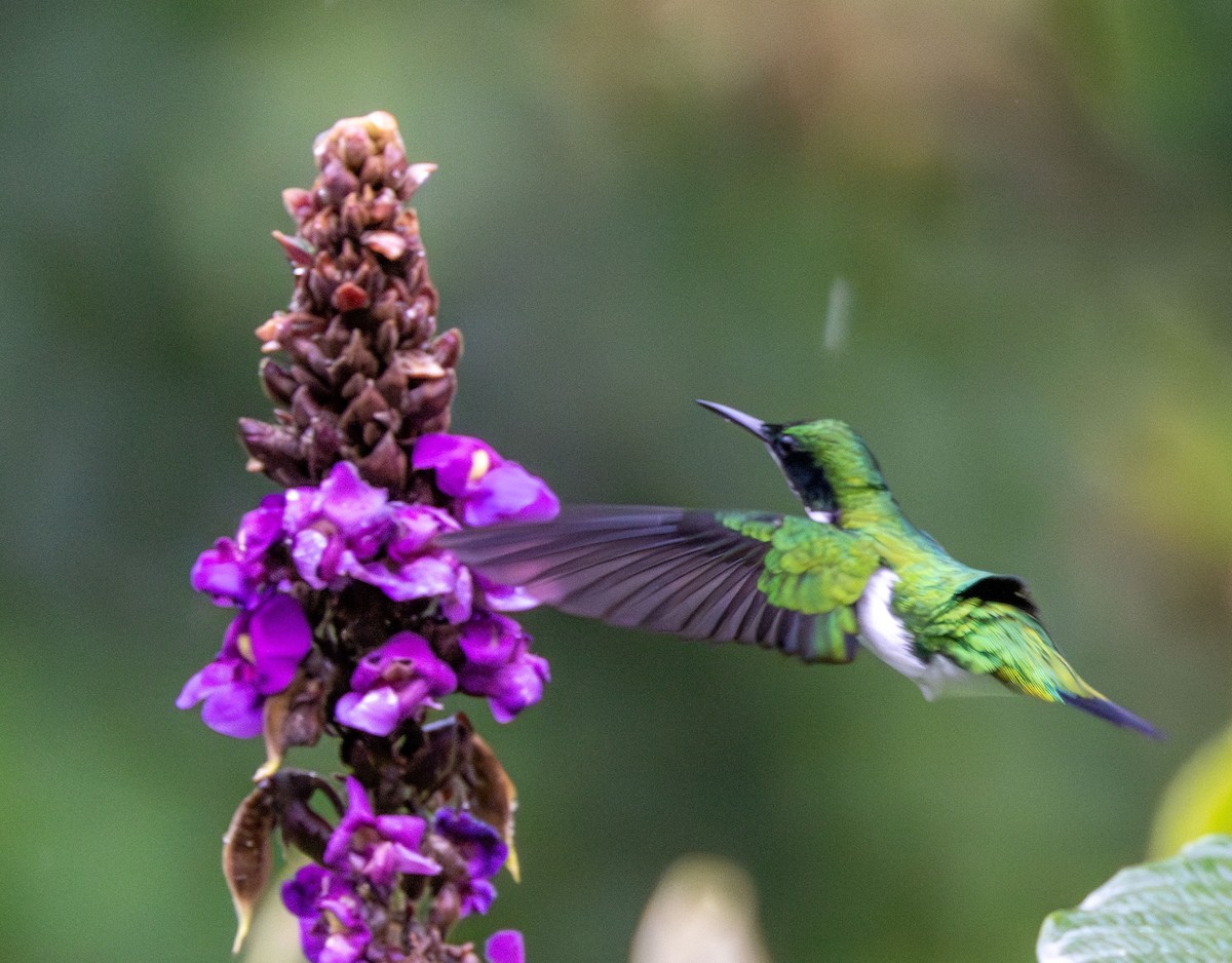 kolibřík černouchý - ML609515503