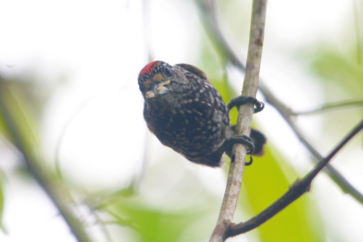Speckle-chested Piculet - ML609515785