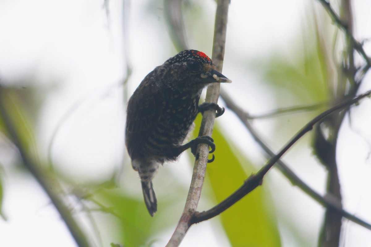 Speckle-chested Piculet - ML609515786