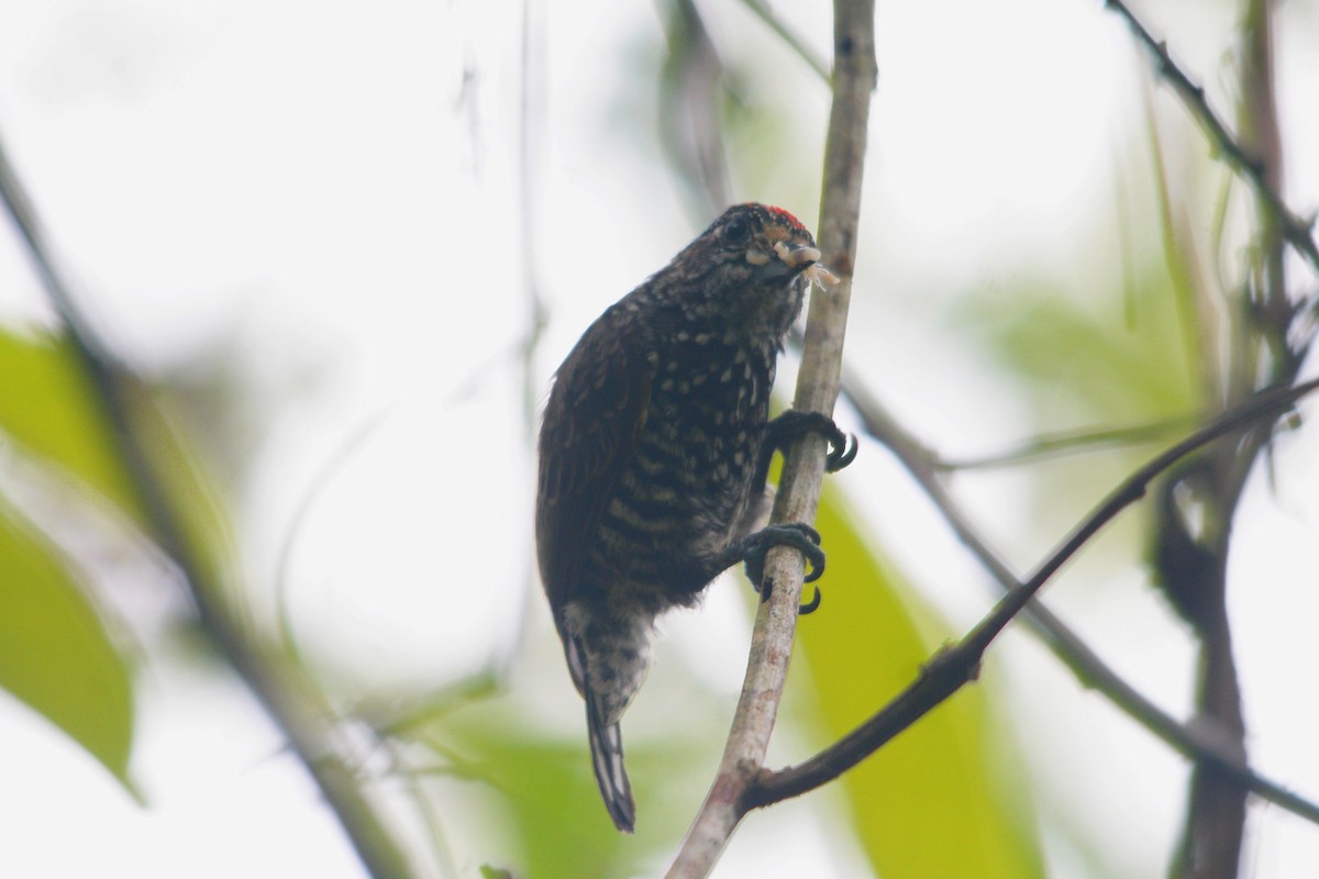 Speckle-chested Piculet - ML609515787