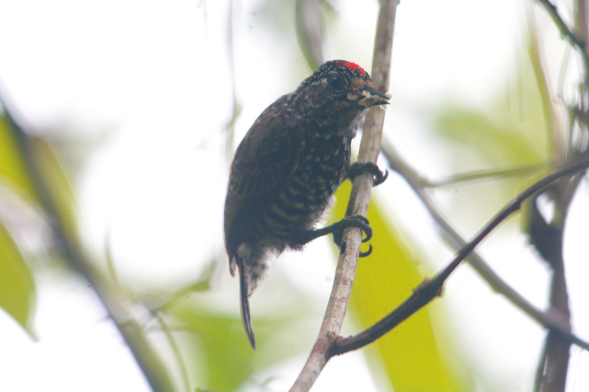 Speckle-chested Piculet - ML609515808
