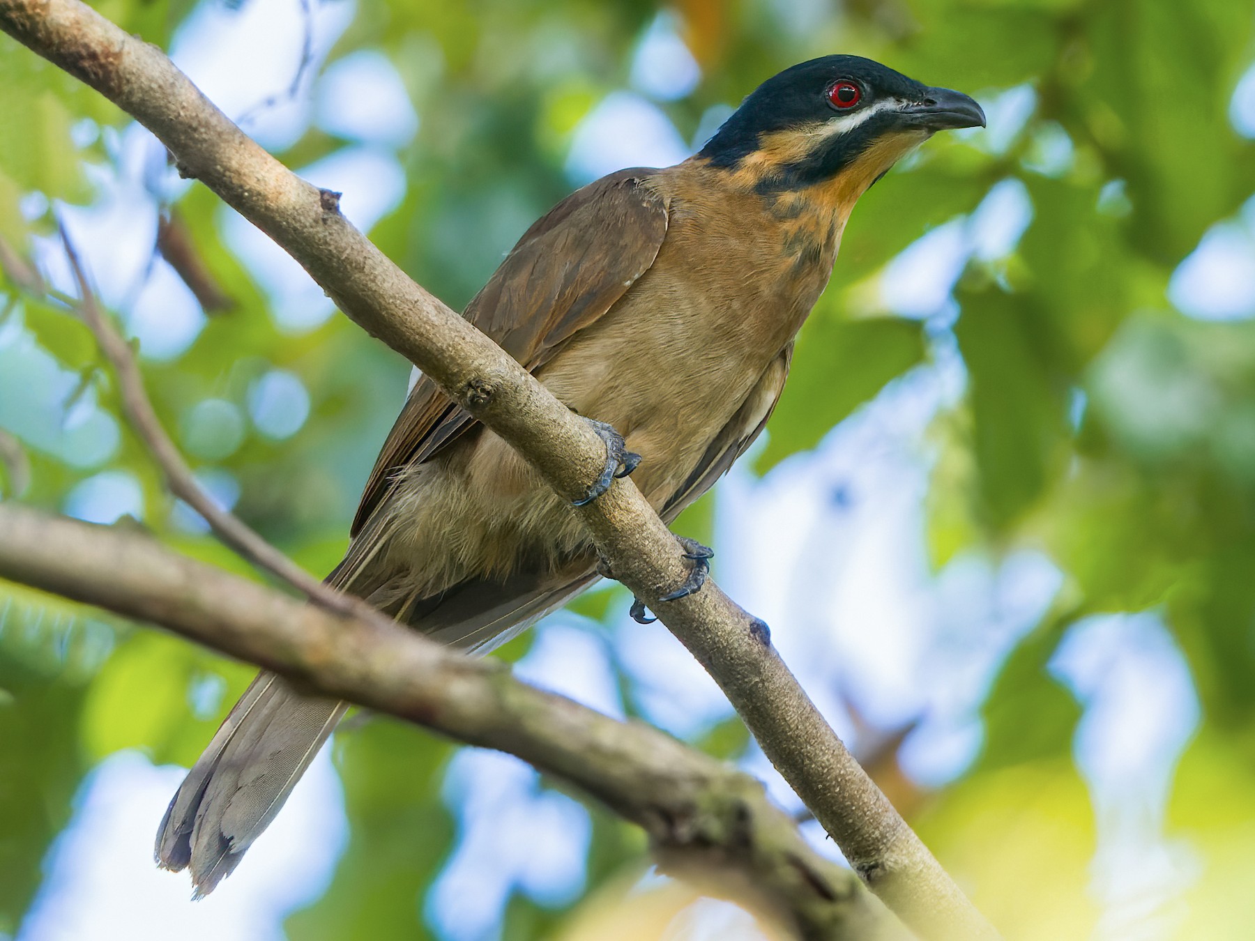 Dwarf Koel - eBird