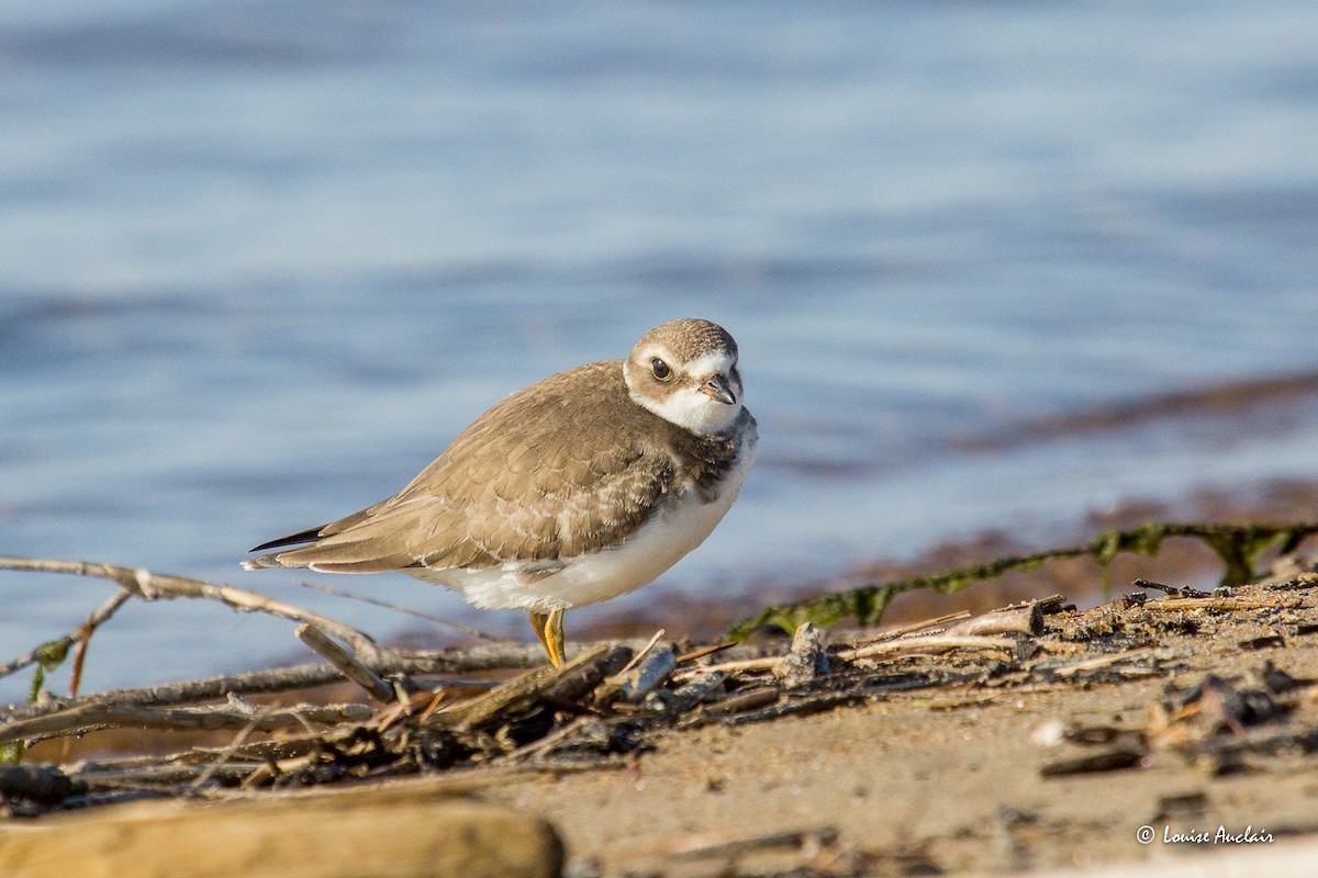 Semipalmated Plover - ML609516011