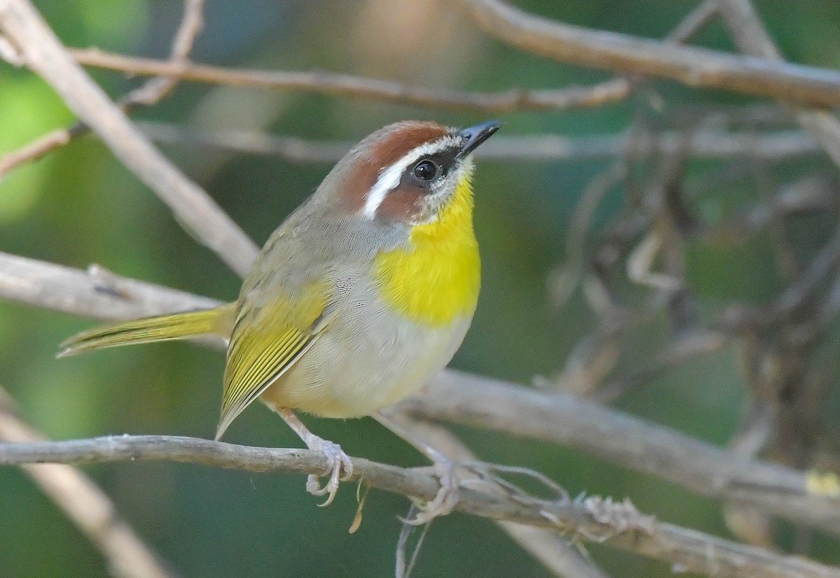 Rufous-capped Warbler - ML609516176