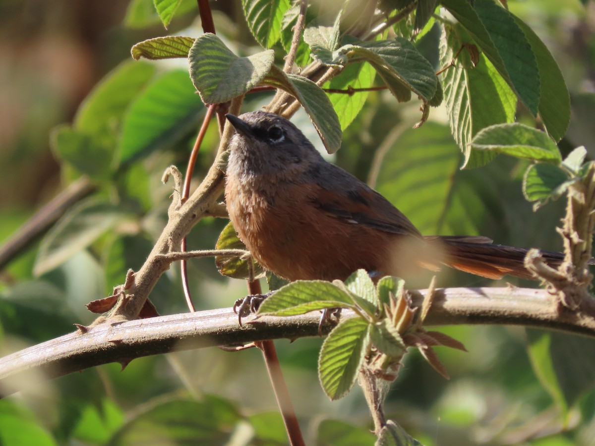 Russet-bellied Spinetail - ML609516185