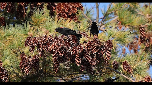 Red-winged Blackbird (Red-winged) - ML609516328