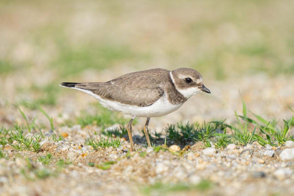 Semipalmated Plover - ML609516485