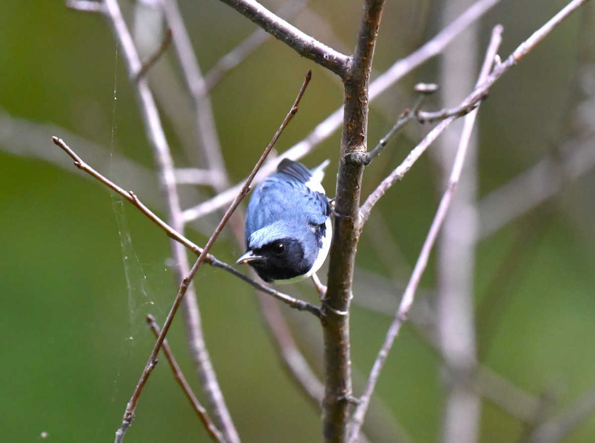 Black-throated Blue Warbler - ML609516514