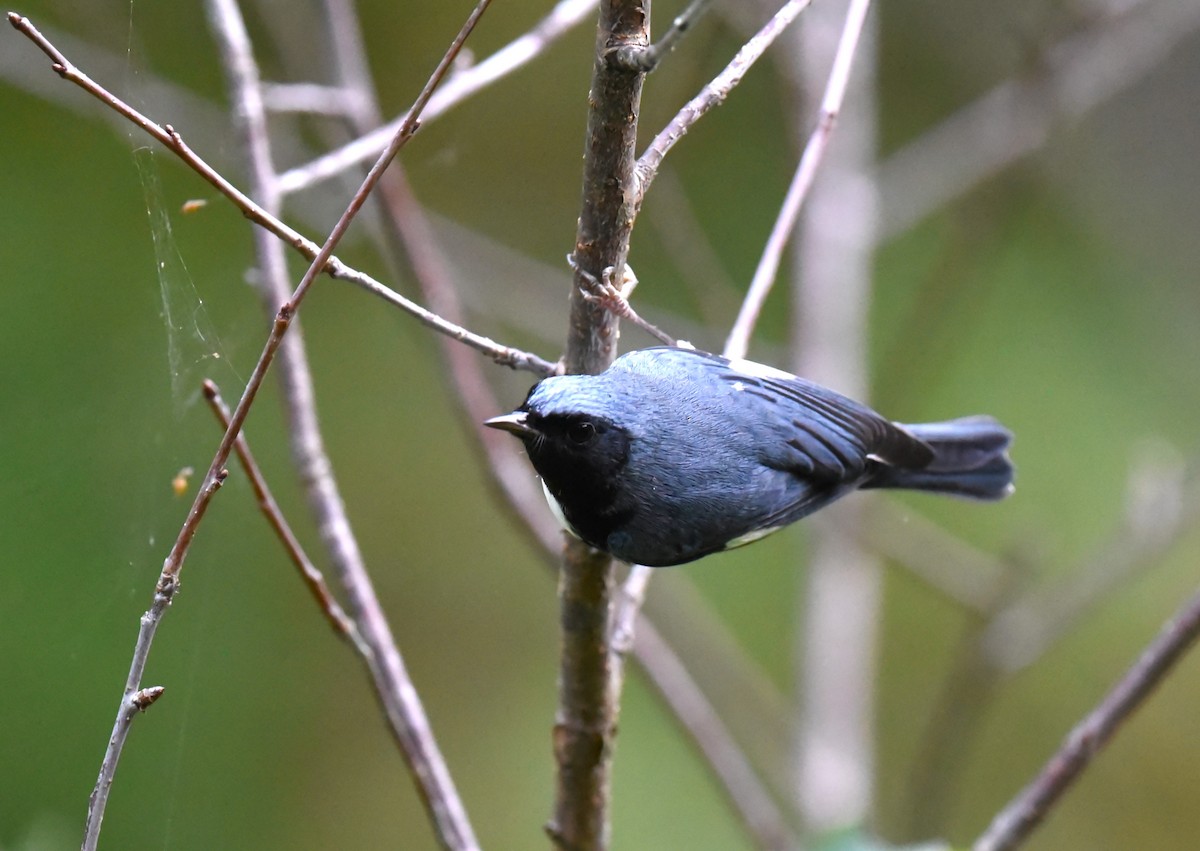 Black-throated Blue Warbler - ML609516515