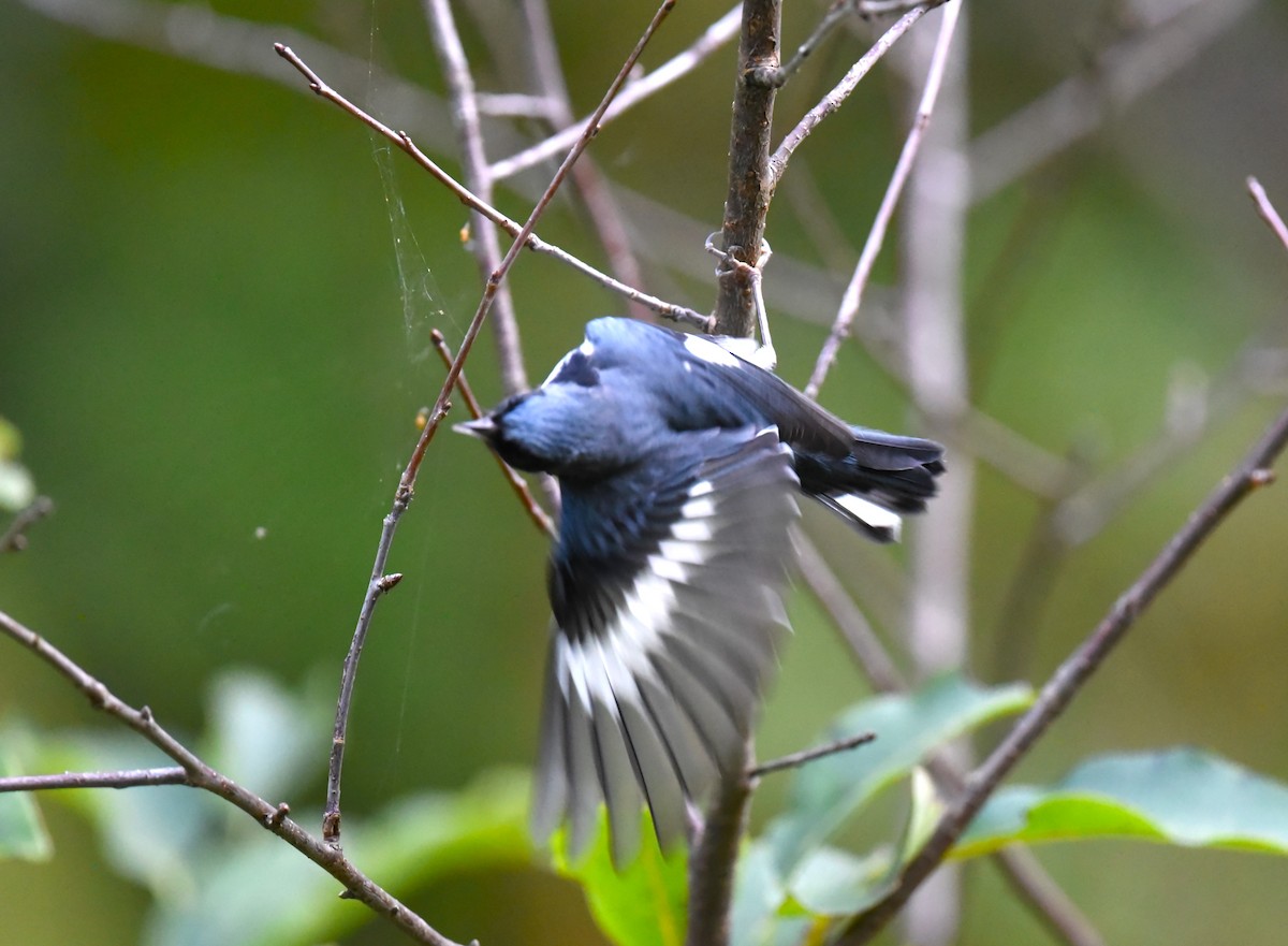 Black-throated Blue Warbler - ML609516517