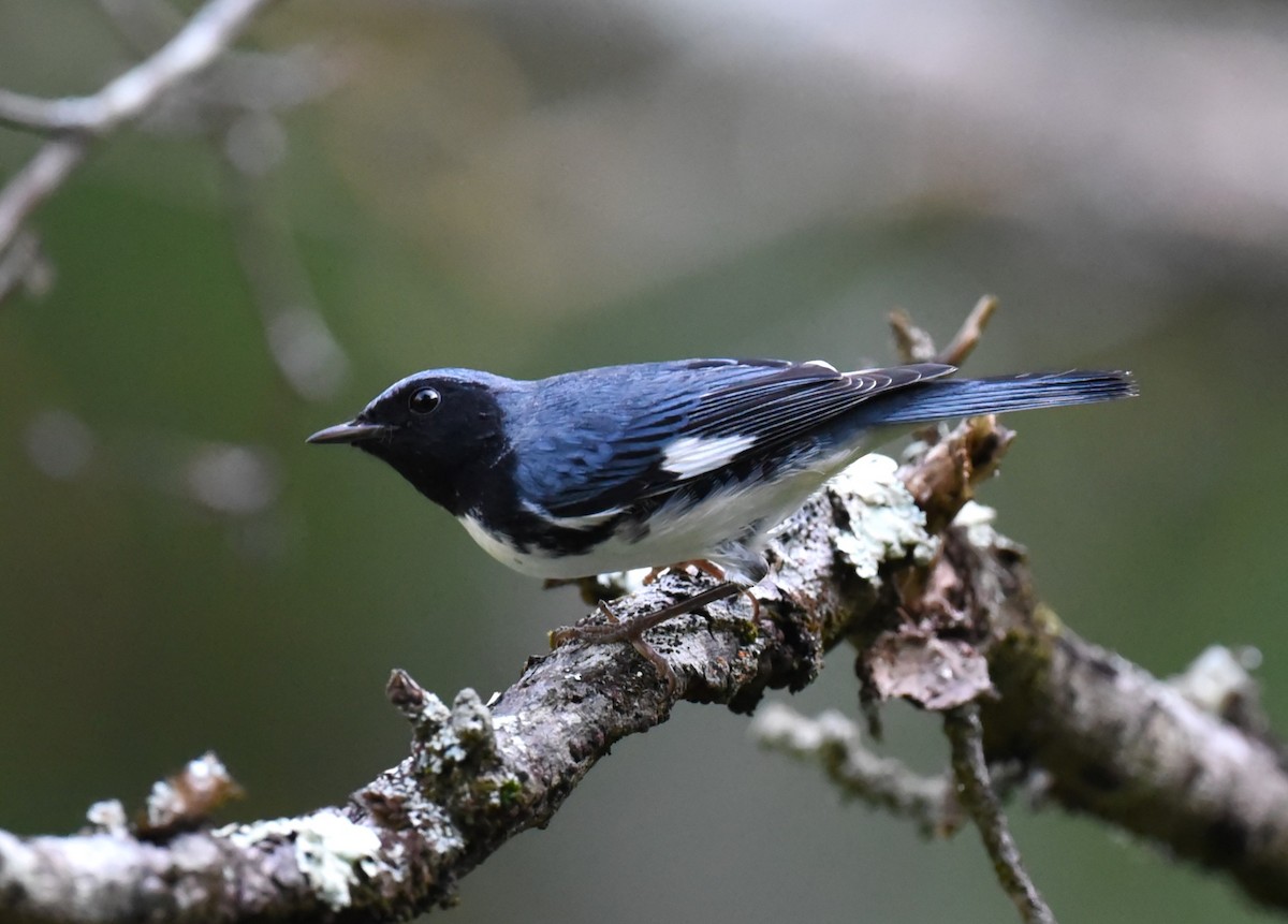 Black-throated Blue Warbler - ML609516531