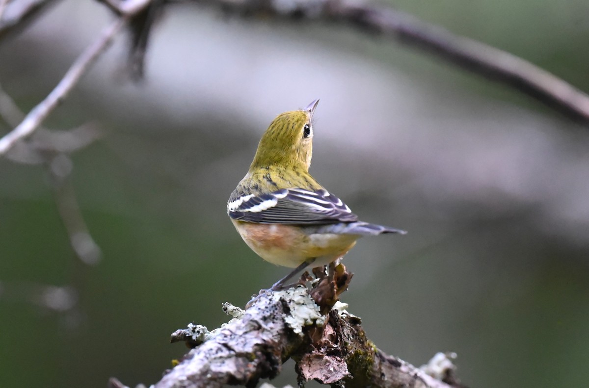 Bay-breasted Warbler - ML609516601