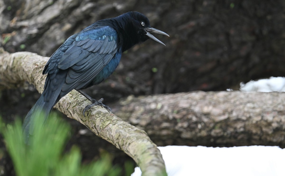 Boat-tailed Grackle - ML609516900