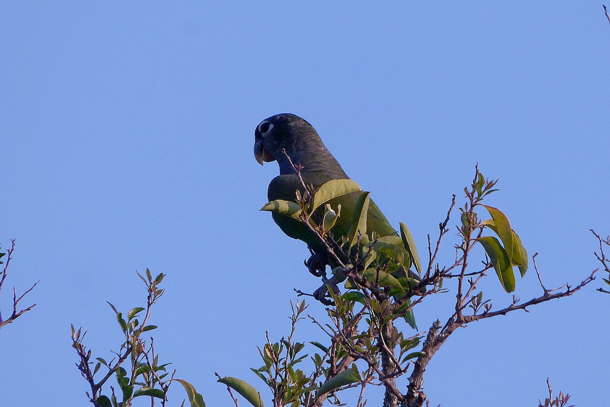 Scaly-headed Parrot - ML609517014