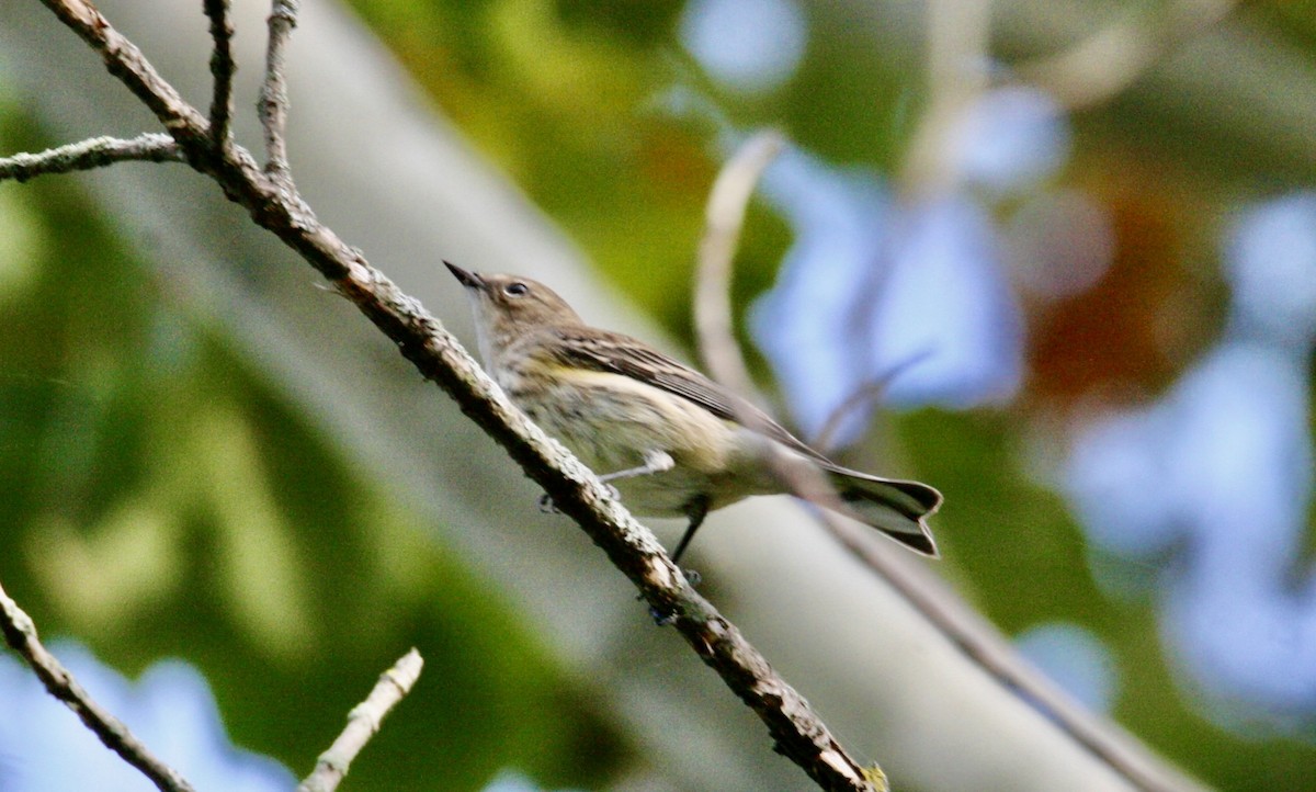 Yellow-rumped Warbler - Andrew Charles