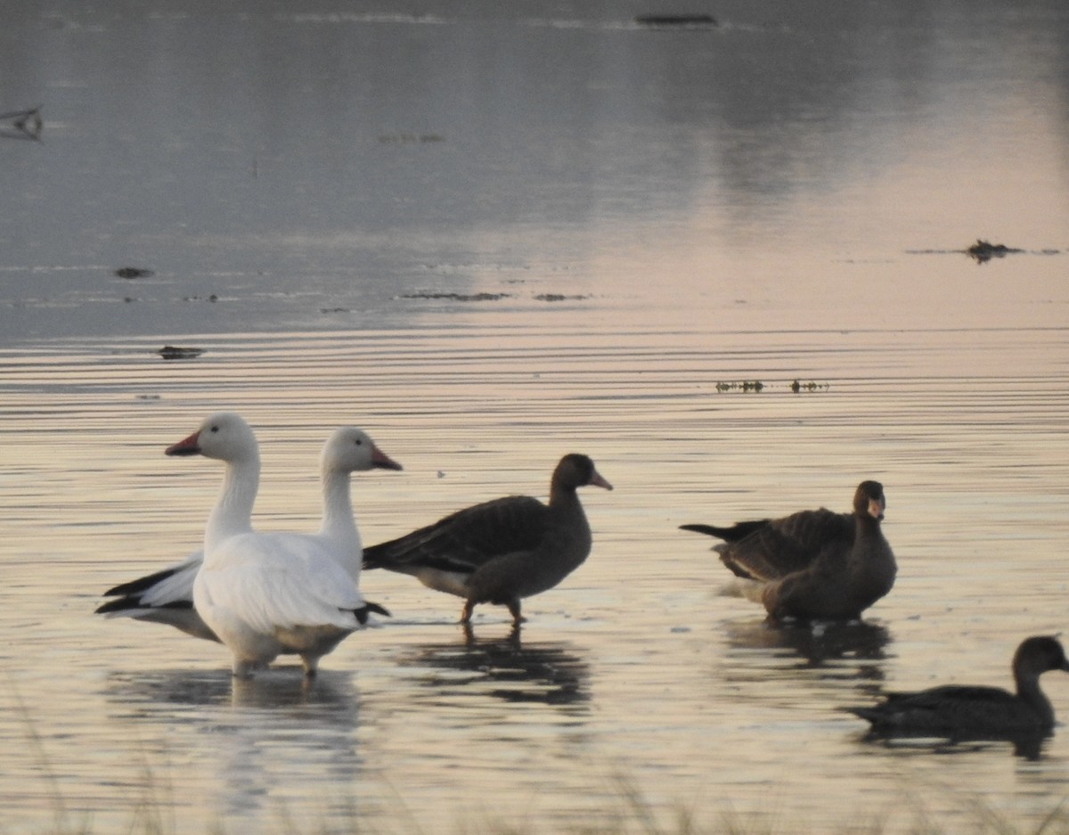 eBird Checklist - 2 Oct 2023 - Lake Earl Wildlife Area--Teal Point - 32 ...