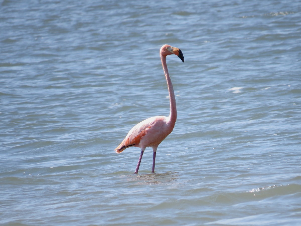 American Flamingo - ML609517876