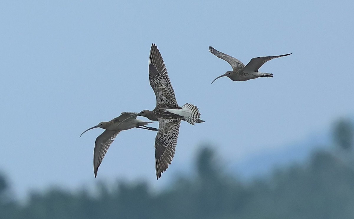 Eurasian Curlew - Ang TH
