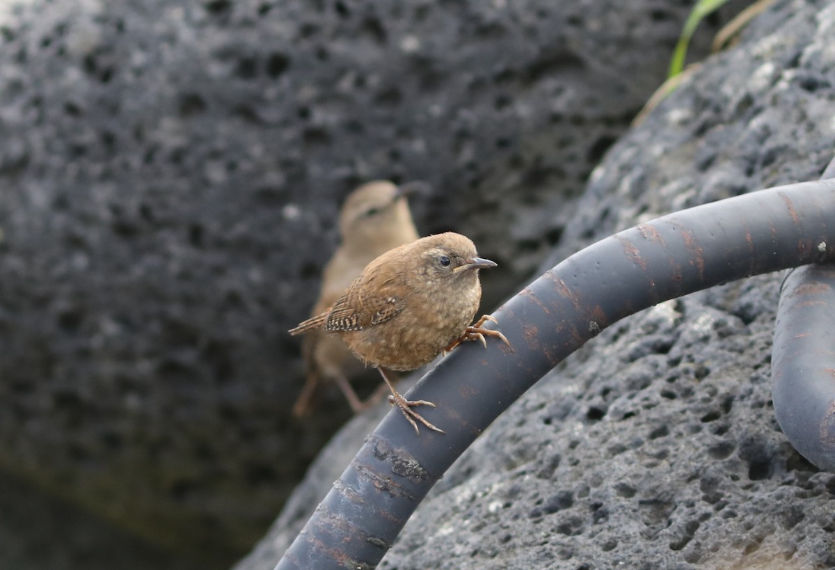 Pacific Wren (alascensis Group) - ML609518553