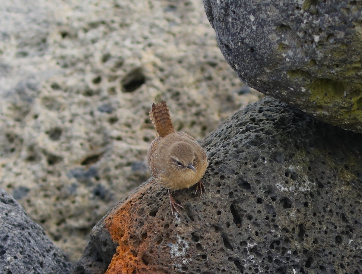 Pacific Wren (alascensis Group) - ML609518554