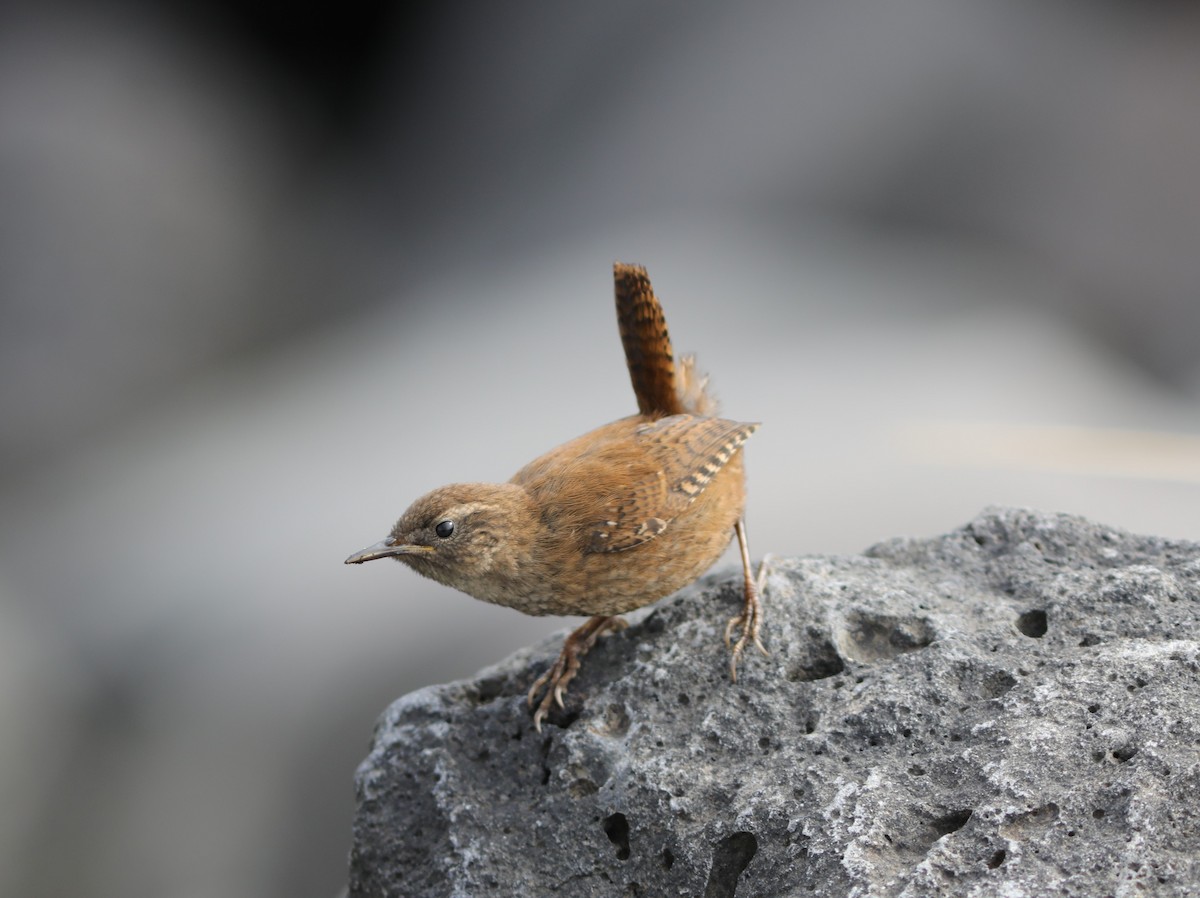 Pacific Wren (alascensis Group) - ML609518555