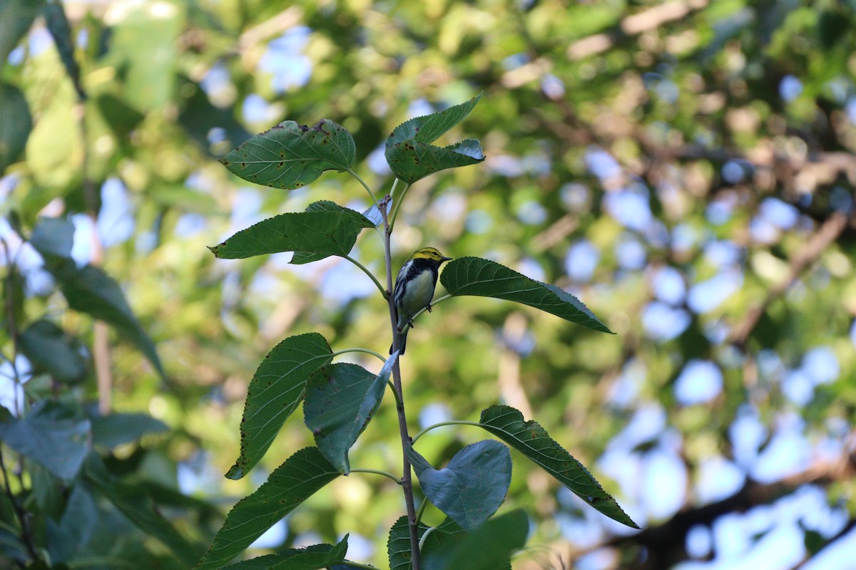 Black-throated Green Warbler - ML609518639