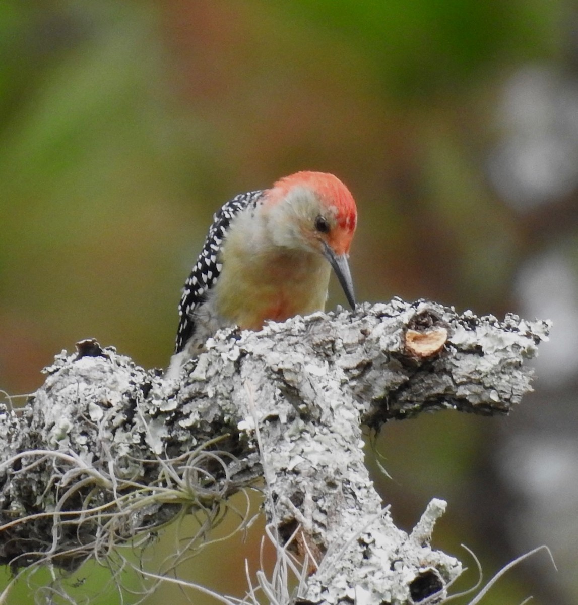Red-bellied Woodpecker - ML609518856