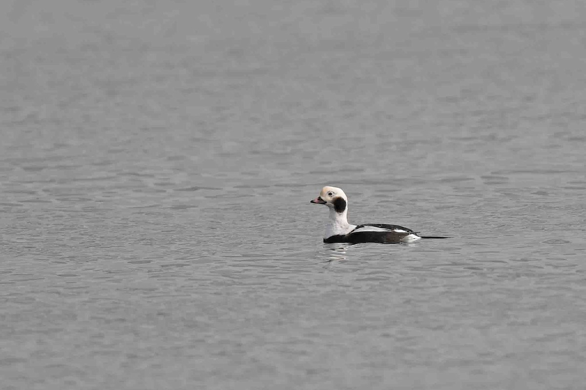 Long-tailed Duck - ML609519196