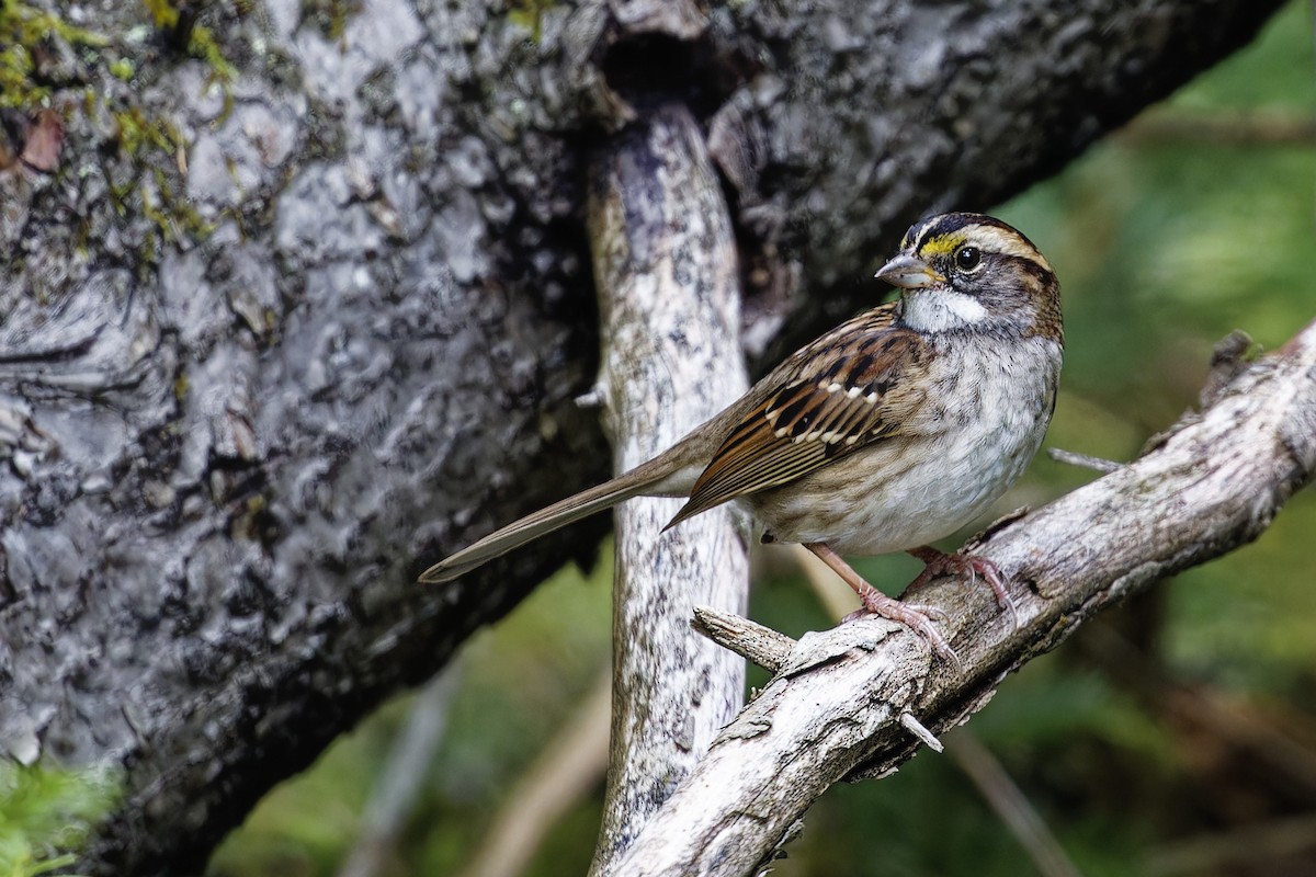 White-throated Sparrow - Mario St-Gelais
